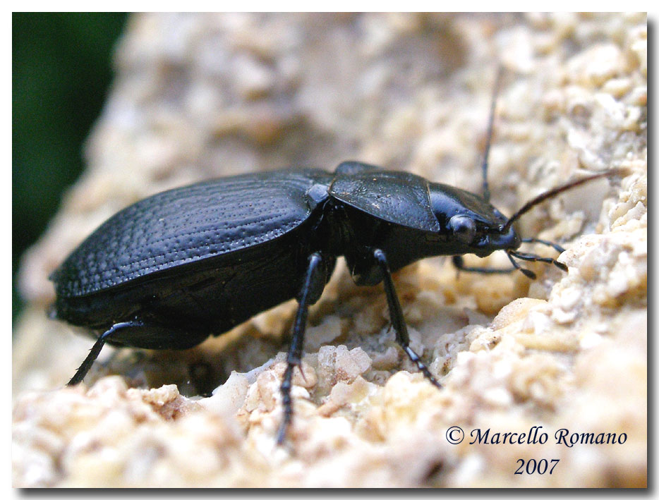Licinus punctatulus e L. silphoides a confronto (Carabidae)